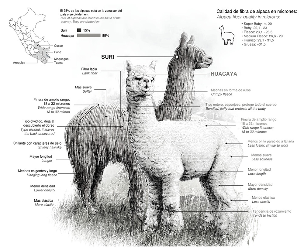 Fabric Fundamentals: How Is Alpaca Fiber Processed? – PAKA®